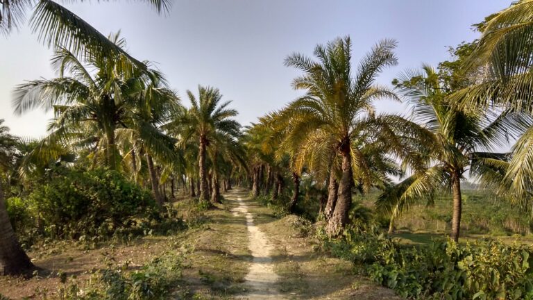 বেড়িবাঁধের রাস্তা। বিভূতিভূষণের নিশ্চিন্তপুর গ্রামের মেঠো পথ যেনো।