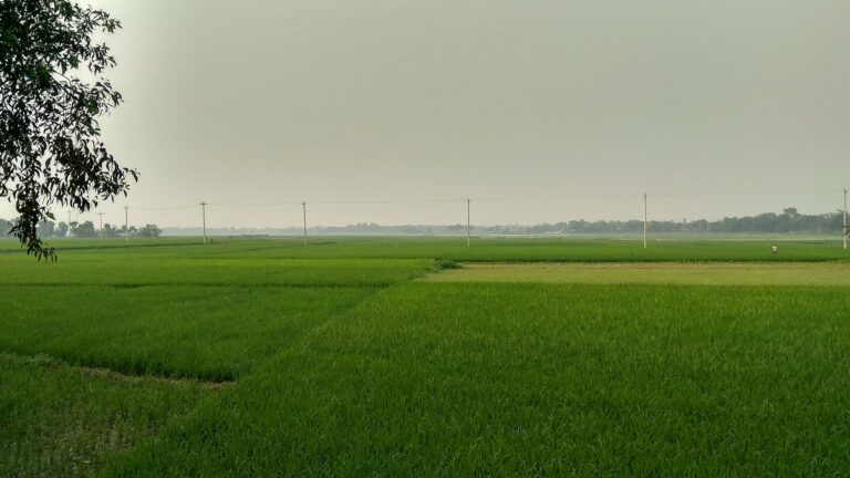 আমাদের গ্রামের ধানক্ষেত