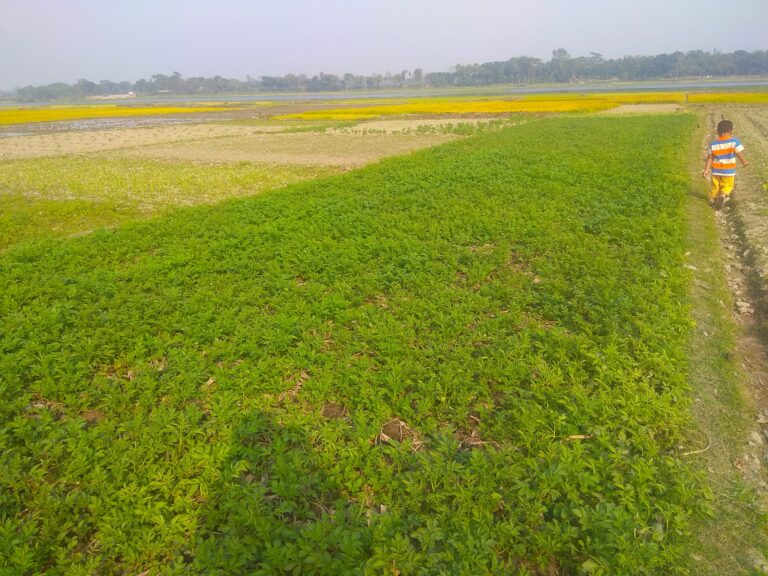 আমাদের আলু ক্ষেত