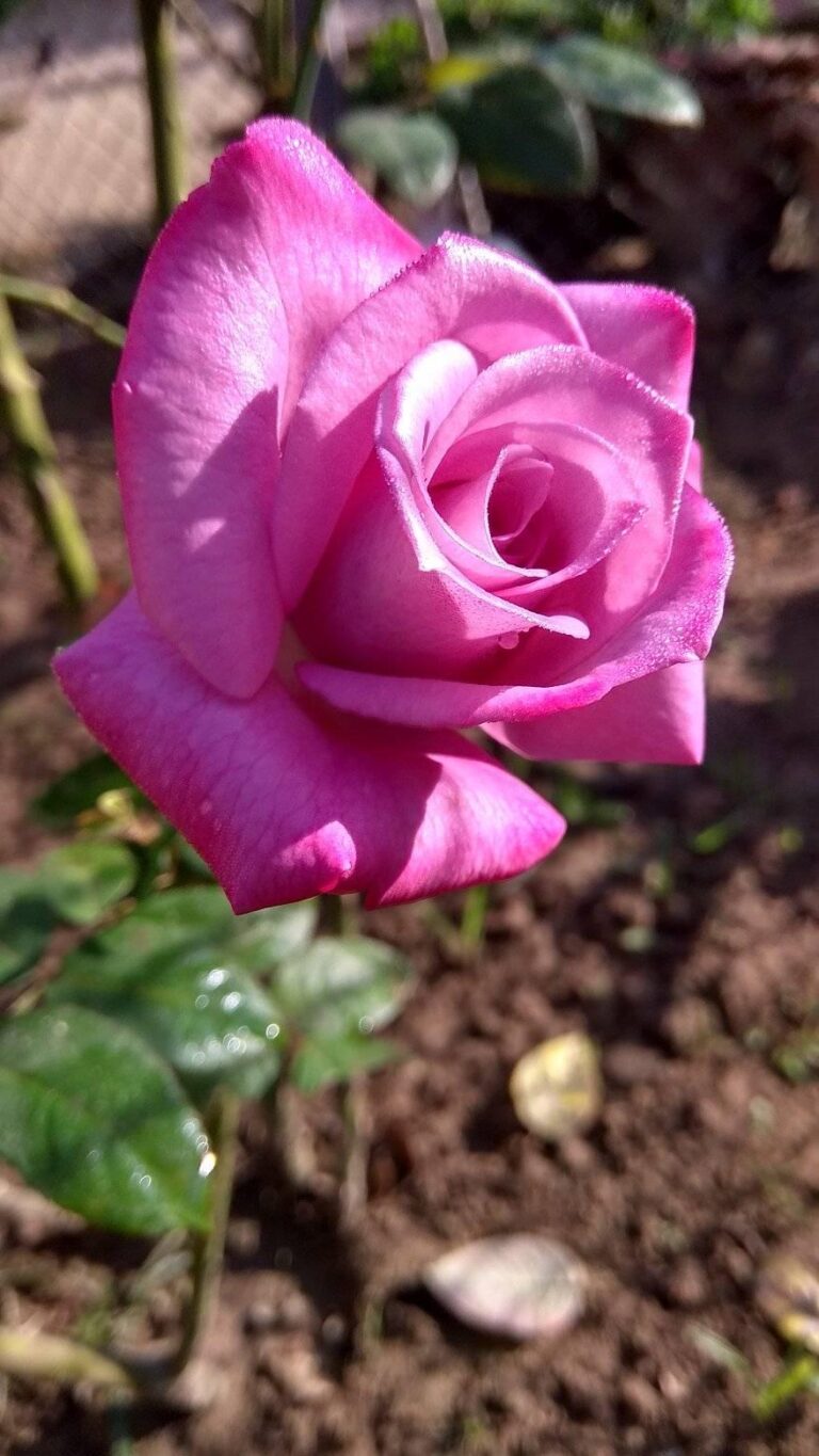 সাদামাটা একটি গোলাপ